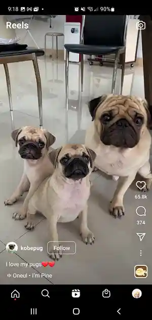 Pug Reel on Instagram screenshot