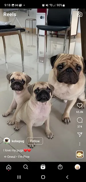 Pug Reel su Instagram screenshot