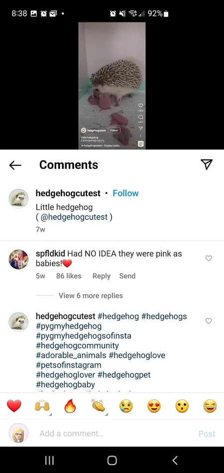Instagram Reels hashtags in comment screenshot from @hedgehogcutest
