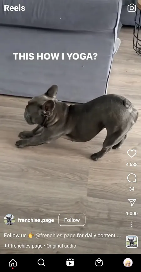 @frenchies.page Instagram Reels screenshot