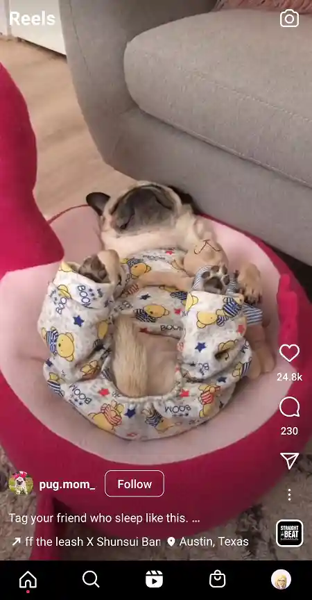 pug.mom_ Instagram Reels screenshot