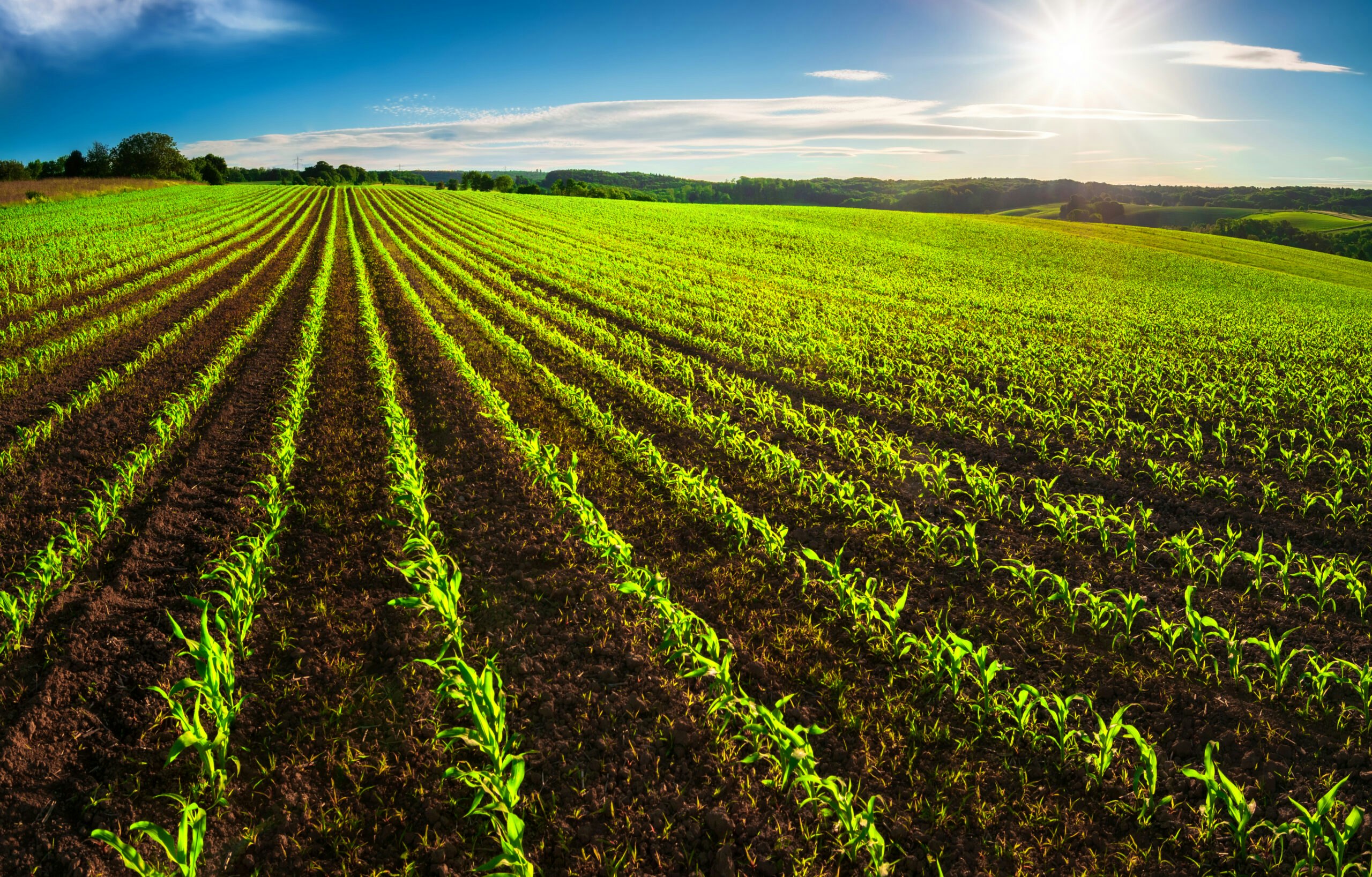 I consumatori considerano l'agricoltura e l'energia elementi chiave per limitare il cambiamento climatico